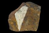 Fossil Ginkgo Leaf From North Dakota - Paleocene #148606-1